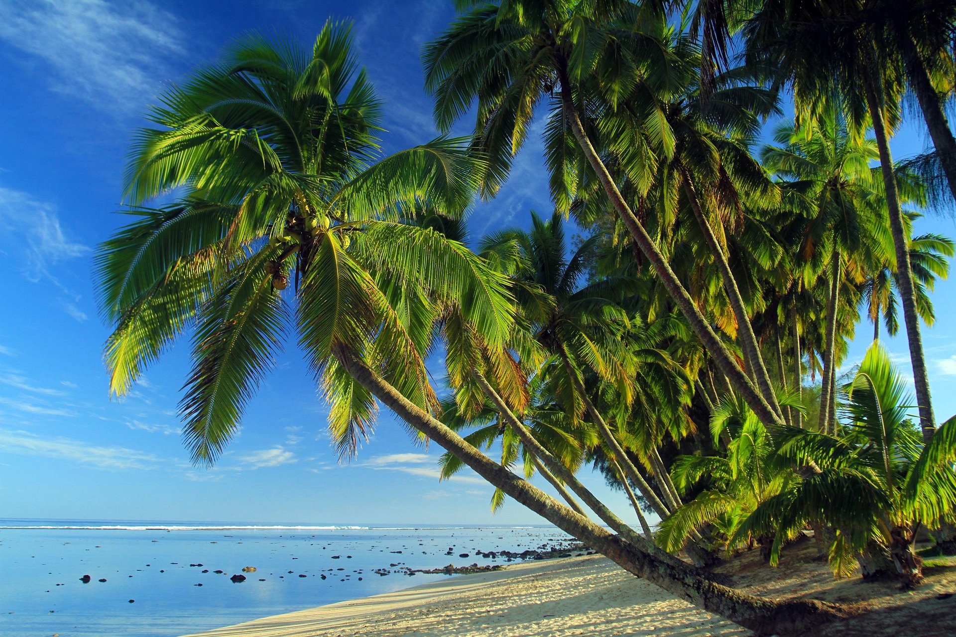 banner palmeras